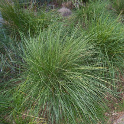 Poa a grass like plant